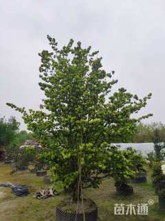 高度500厘米木绣球