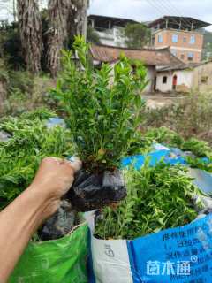 高度20厘米满天星