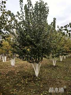 高度550厘米丛生暴马丁香