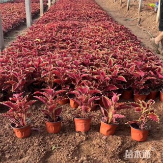 高度40厘米彩叶草