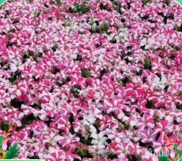 高度28厘米牵牛花