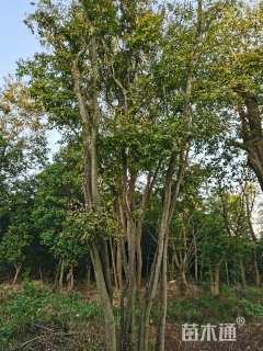 80公分丛生朴树