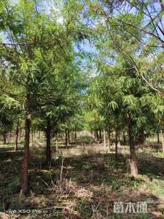 9公分墨西哥落羽杉