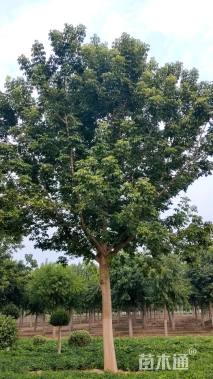 25公分金叶复叶槭