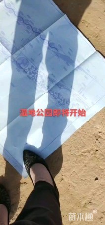 高度60厘米芦苇