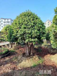 80公分造型杨梅