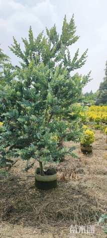 高度300厘米银叶金合欢