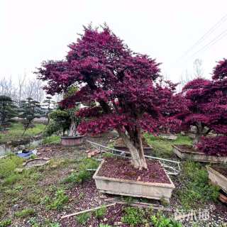 高度280厘米红花继木