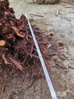 高度3000厘米杜鹃