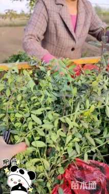 30厘米细叶扶芳藤