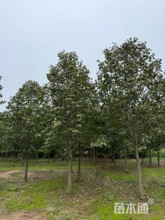 10公分娇红一号