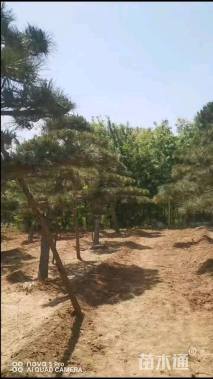 35公分造型黑松