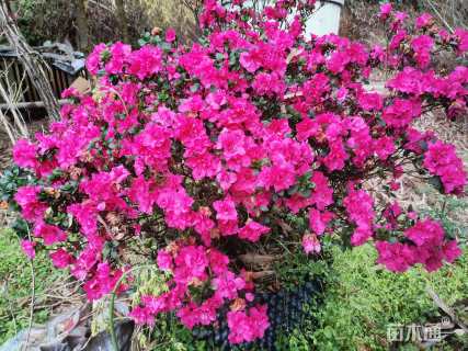 高度30厘米春鹃