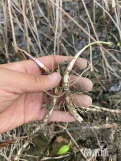 高度5厘米三白草