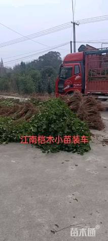 12公分江南桤木