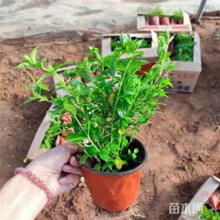 高度50厘米满天星