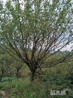 29公分日本晚樱