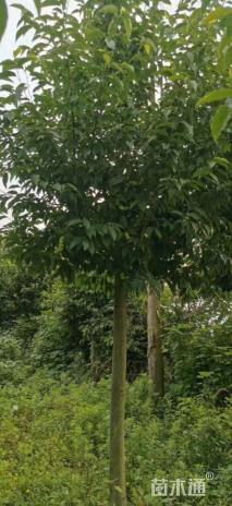 15公分二乔玉兰