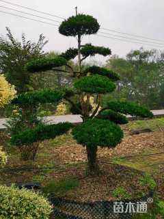 容器苗造型罗汉松