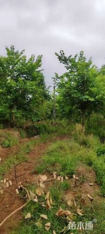 20公分红花羊蹄甲