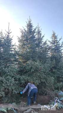 高度670厘米青海云杉