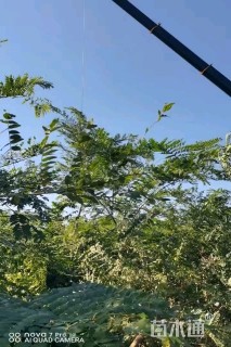 7公分粉花山扁豆