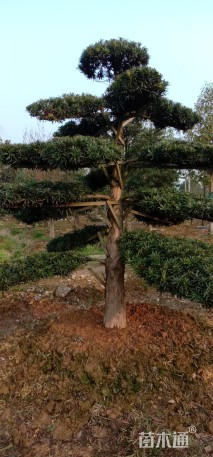 20公分造型罗汉松