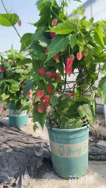 30厘米蔓性风铃花