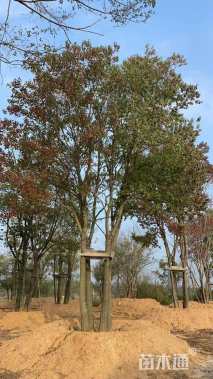 70公分(5杆)丛生乌桕