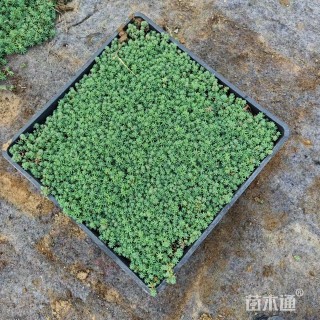 高度7厘米中华景天