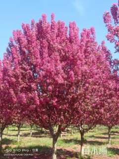 10公分绚丽海棠