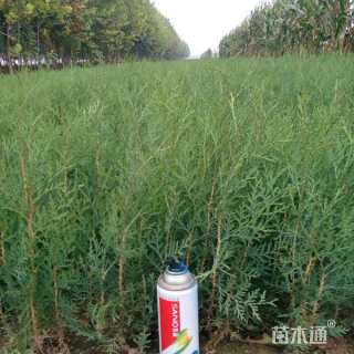 高度40厘米侧柏小苗