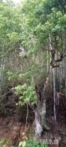 高度2500厘米木香