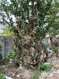 70公分嫁接紫薇