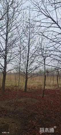 20公分北美枫香