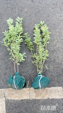 高度40厘米金边黄杨