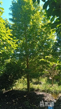 16公分乐昌含笑