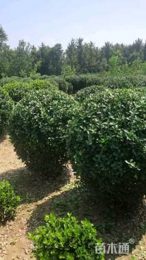 冠幅120厘米冬青球