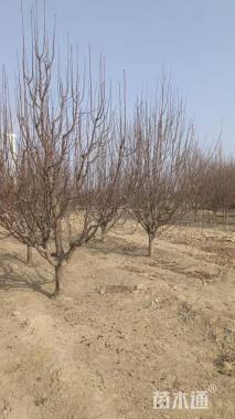 17公分八棱海棠