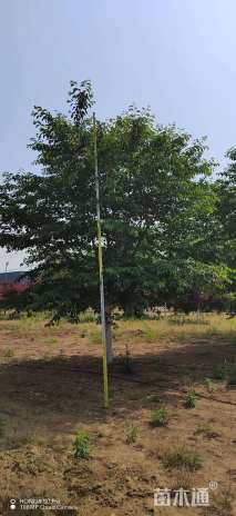 27公分高杆染井吉野樱