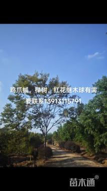 50公分(4杆)丛生榉树