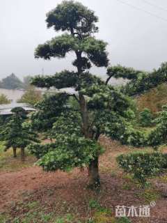 原生苗造型罗汉松