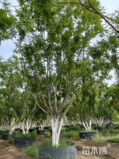 30公分丛生栾树