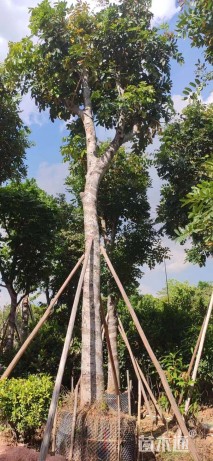 28公分桃花心木