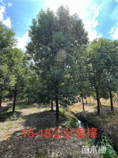 15公分香樟
