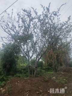 100公分(5杆)丛生朴树