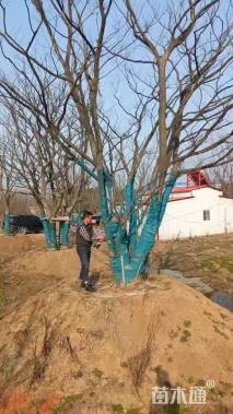 40公分(5杆)丛生朴树