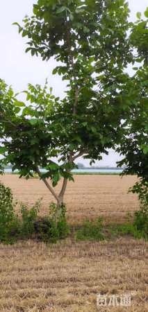 高度5000厘米核桃