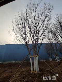 高度600厘米丛生五角枫