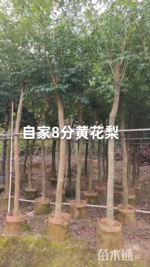 3公分黄花梨